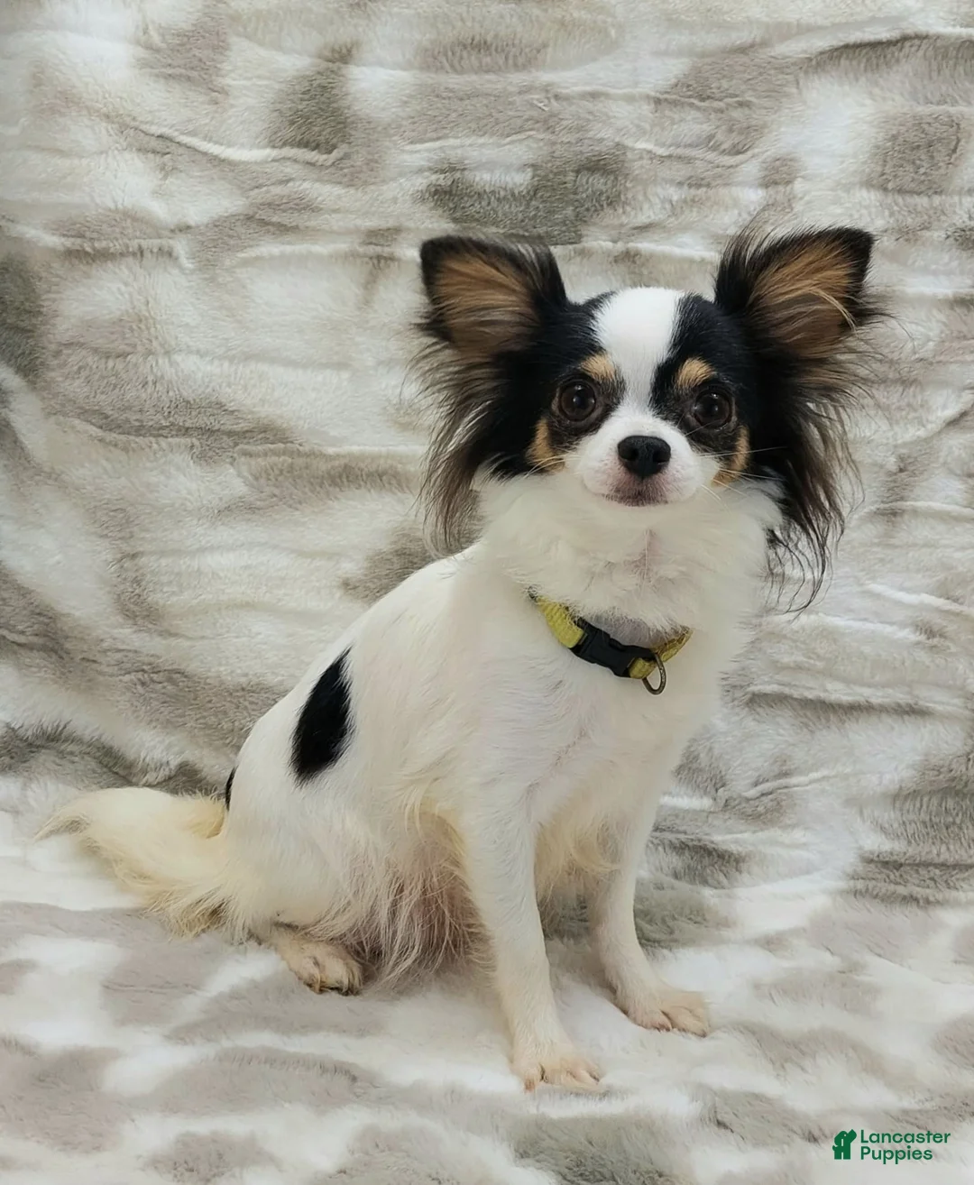 Gallery Image {{count}}