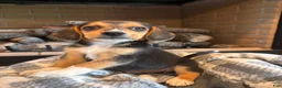 Beagle dogs for sale: Buddy - Ad 7