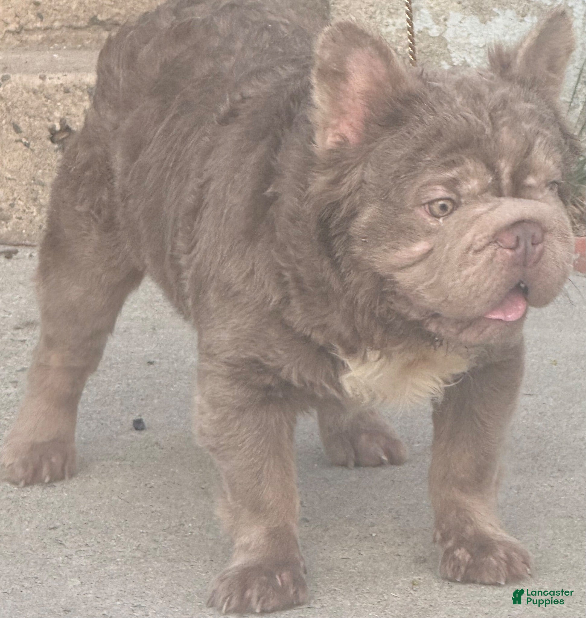 French Bulldog dogs Golden bulls  - Ad 2