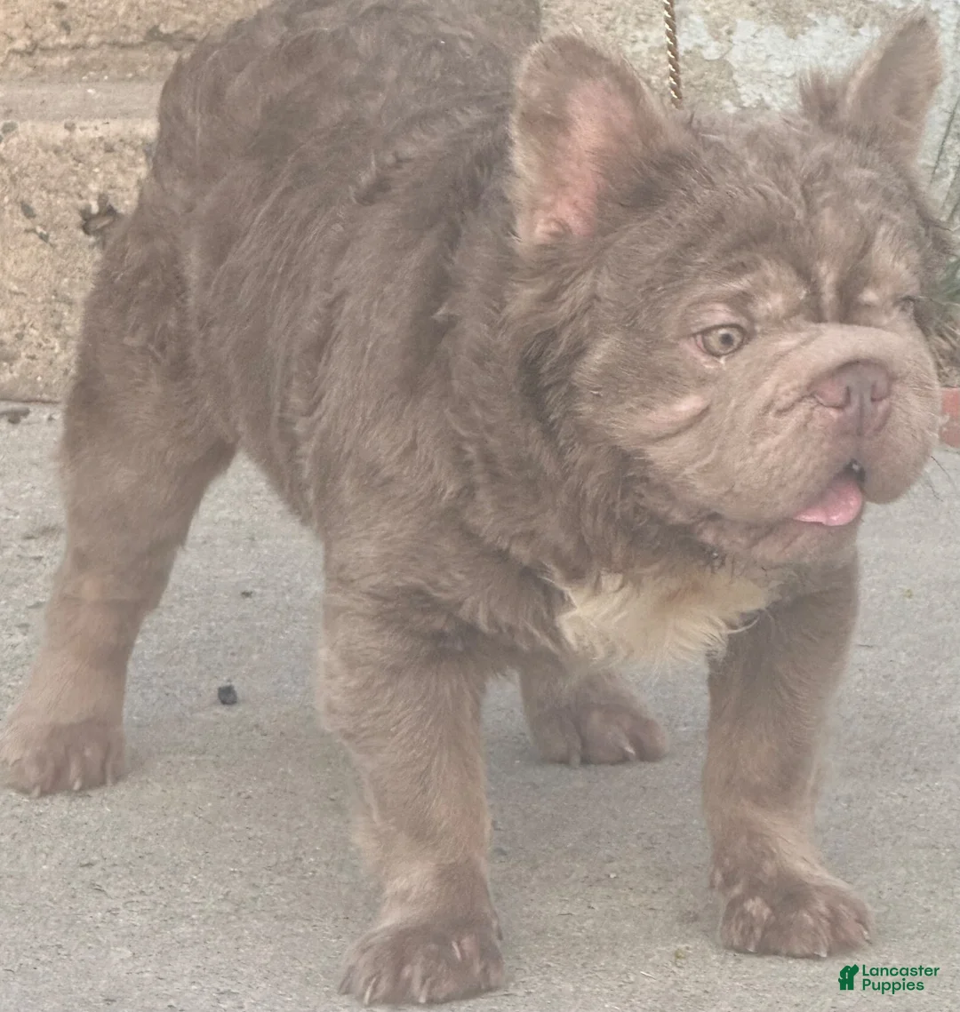 French Bulldog dogs for stud: Golden bulls  - Ad 2
