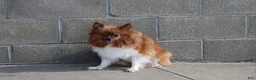 Pomeranian dogs for sale: Teddy - Ad 11