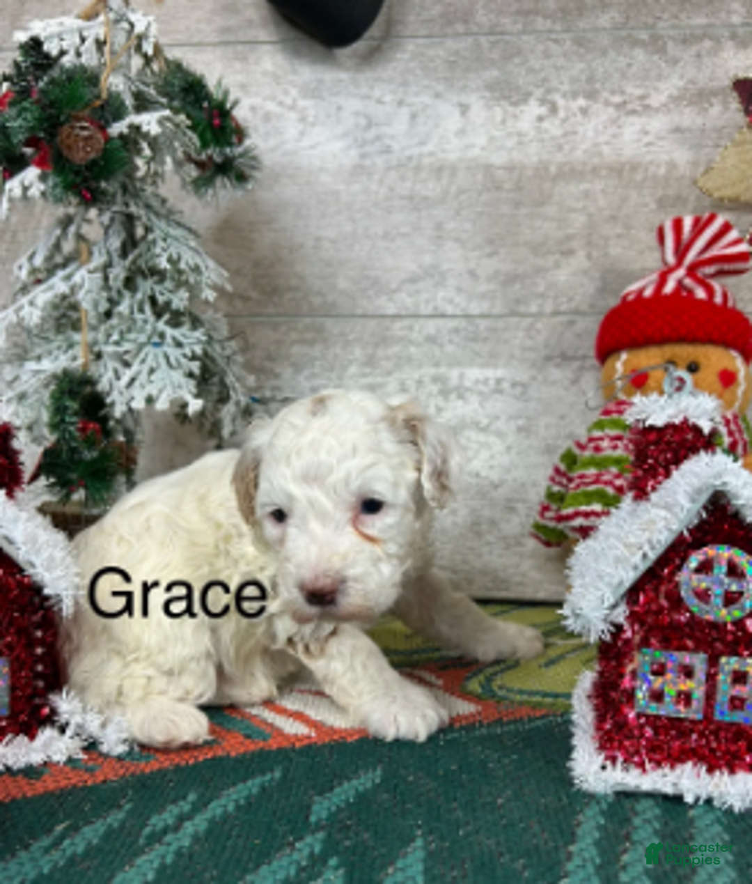 Toy Poodle dogs for sale: Grace - Ad 3