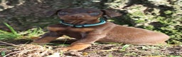 Doberman Pinscher dogs for sale: Hunter - Ad 8