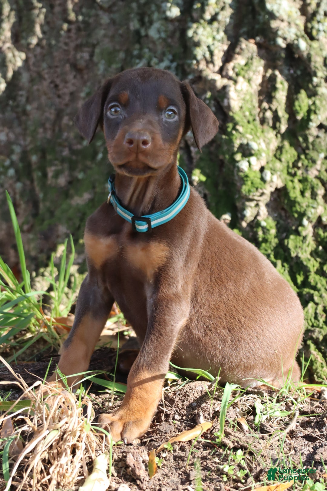Doberman Pinscher dogs for sale: Hunter - Ad 8