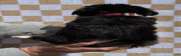 Bernese Mountain Dog dogs for sale: Tex - Ad 5