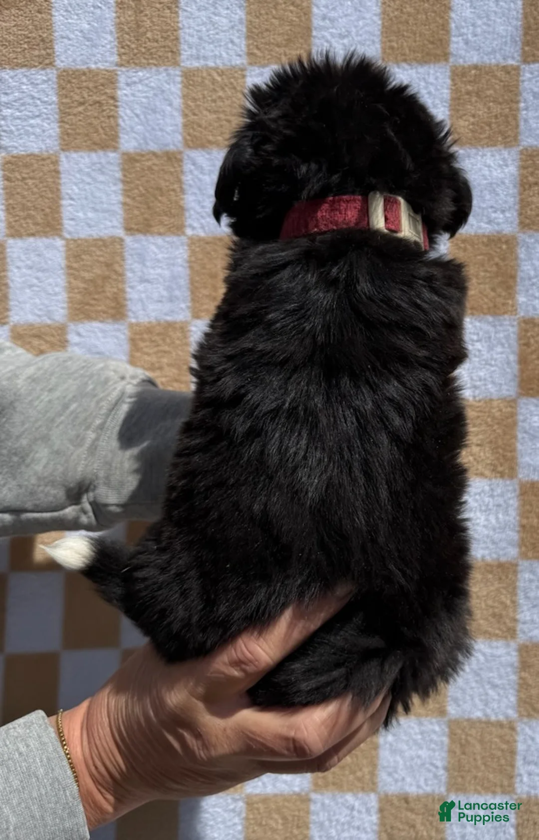 Bernese Mountain Dog dogs for sale: Tex - Ad 5
