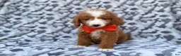 Mini Goldendoodle dogs for sale: Lawton - Ad 1