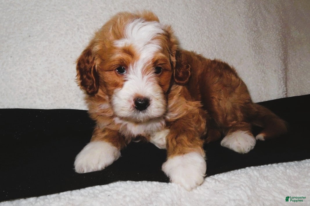 Mini Goldendoodle dogs Maverick - Ad 1