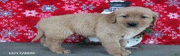 Golden Retriever dogs for sale: Beauty - Ad 4