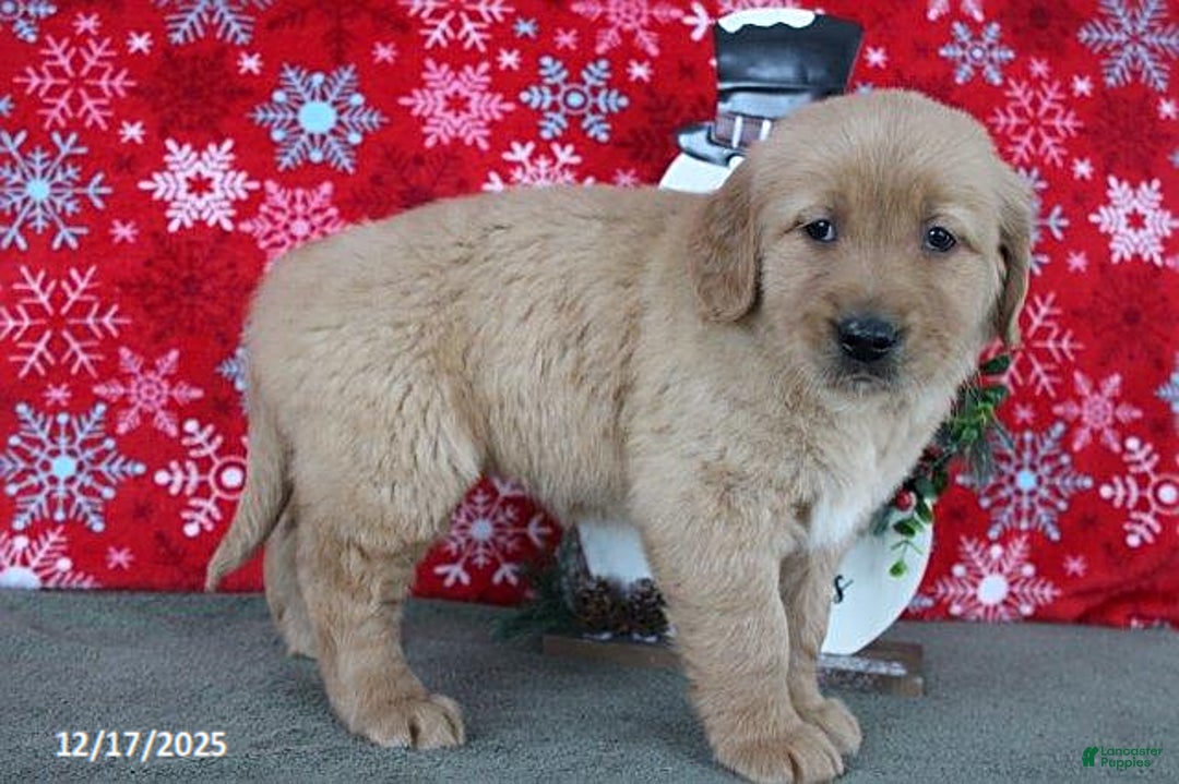 Golden Retriever dogs for sale: Beauty - Ad 4