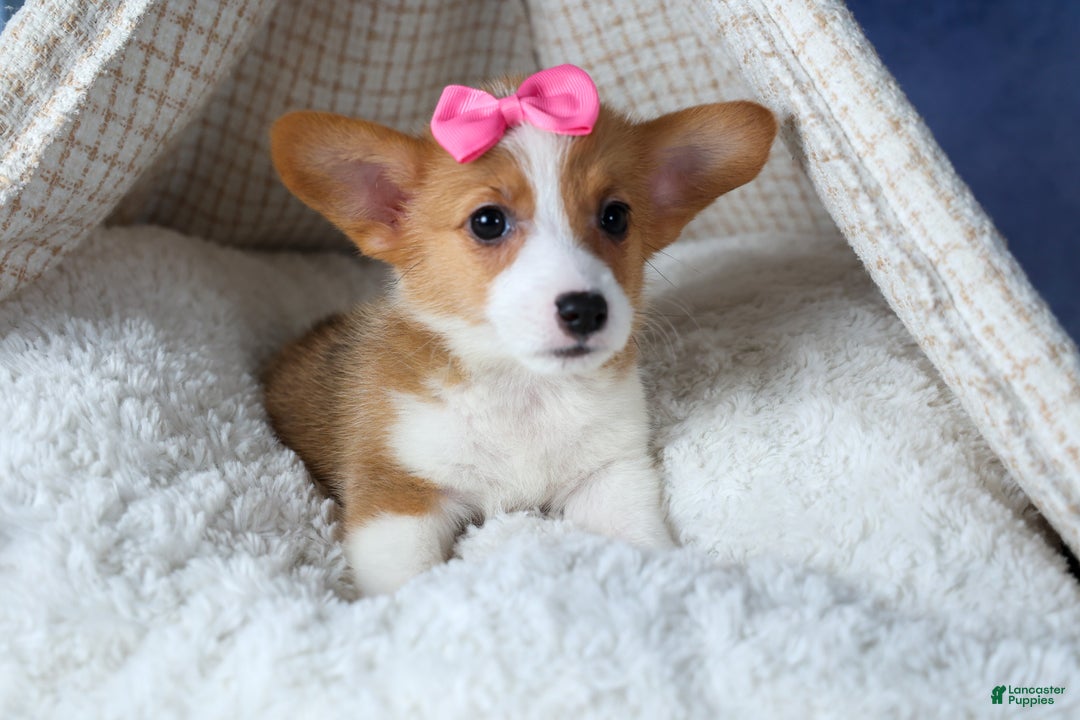 Welsh Corgi Pembroke dogs for sale: Lexi - Ad 7