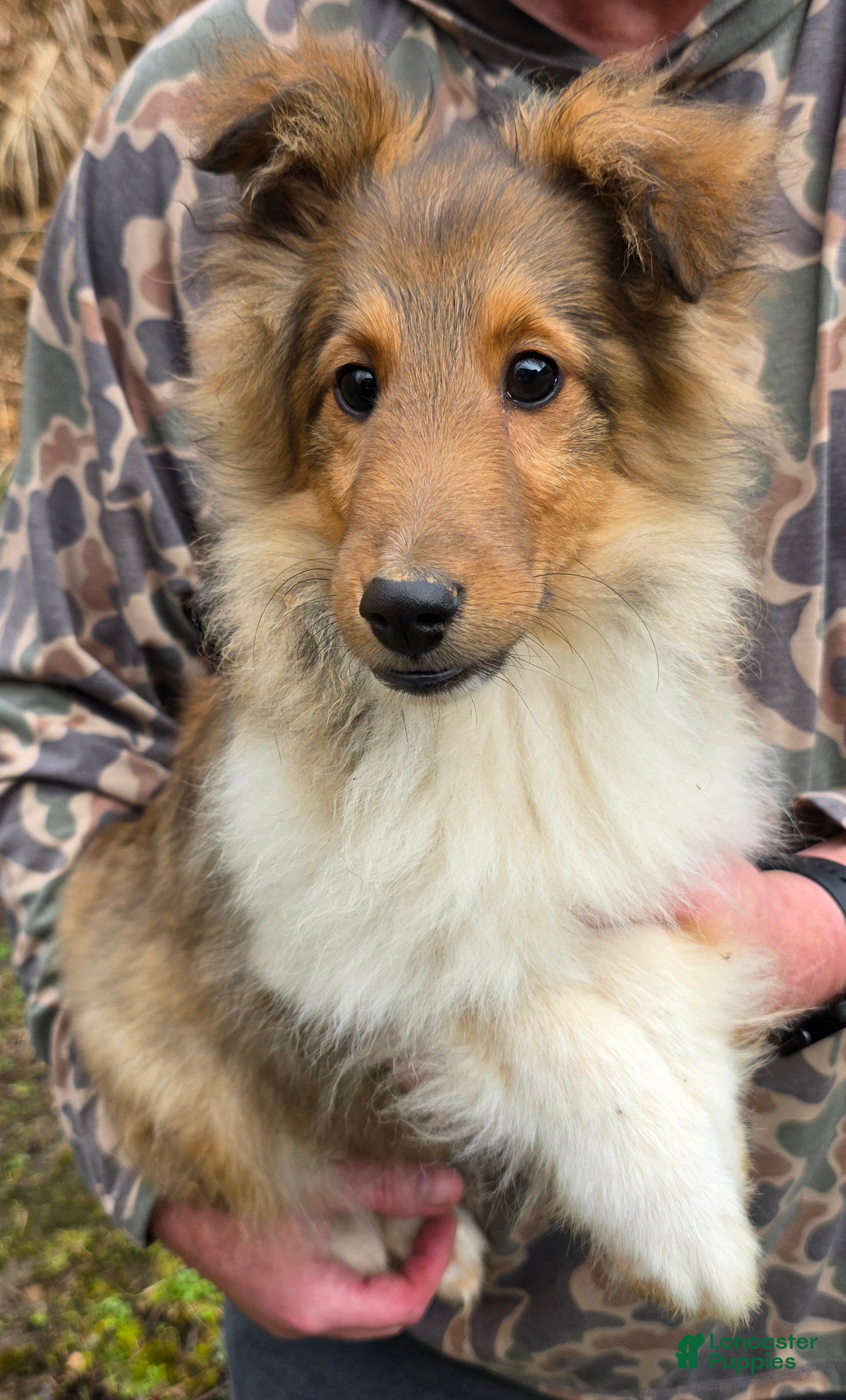 Shetland Sheepdog dogs Shetland Sheepdog Puppy 1 - Ad 1