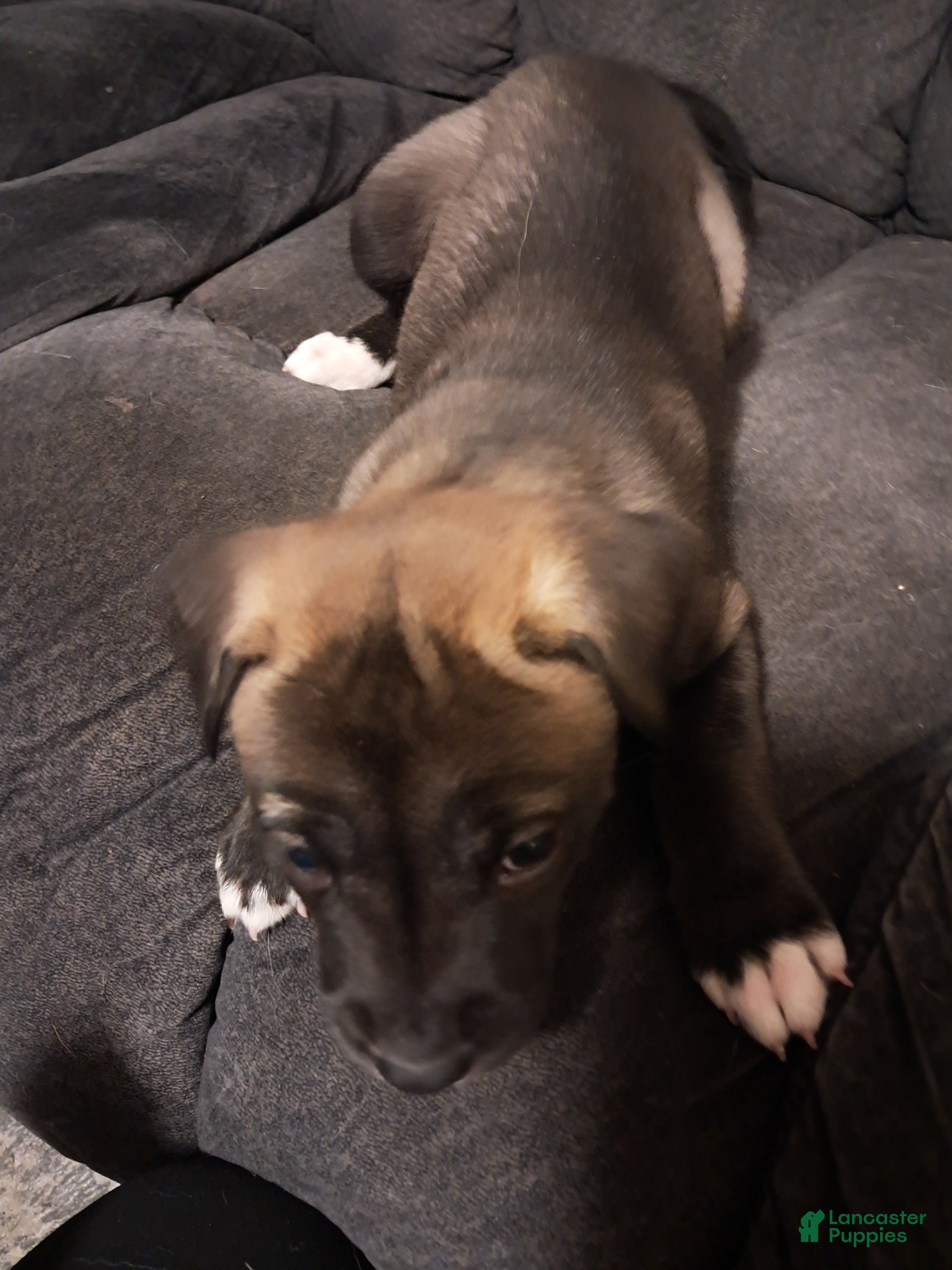 Mixed Breed dogs Lab/Husky Breed Puppies 1-4 - Ad 2