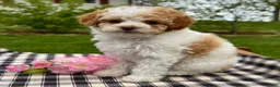 Toy Poodle dogs for sale: Harmony - Ad 3