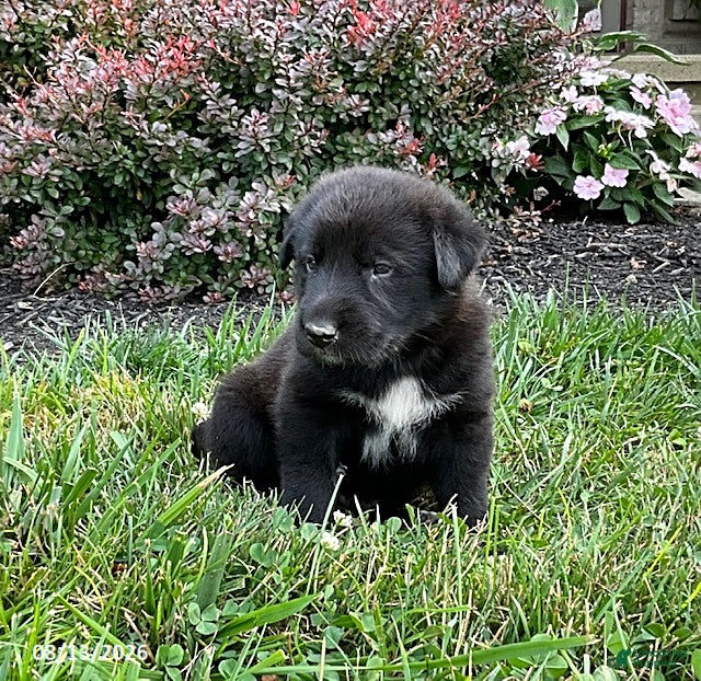 Mixed Breed dogs Kai - Ad 2