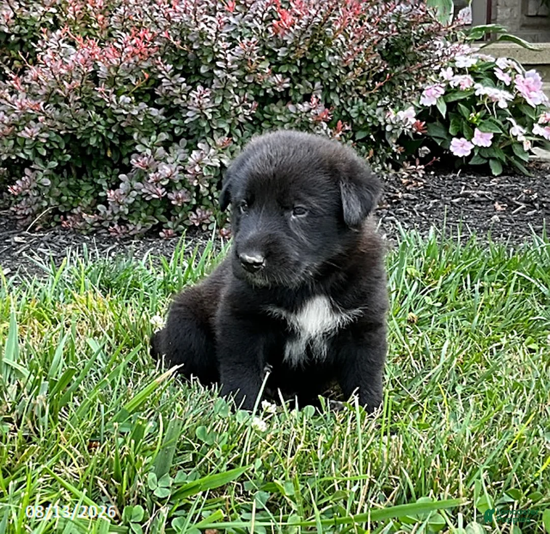 Mixed Breed dogs for sale: Kai - Ad 2