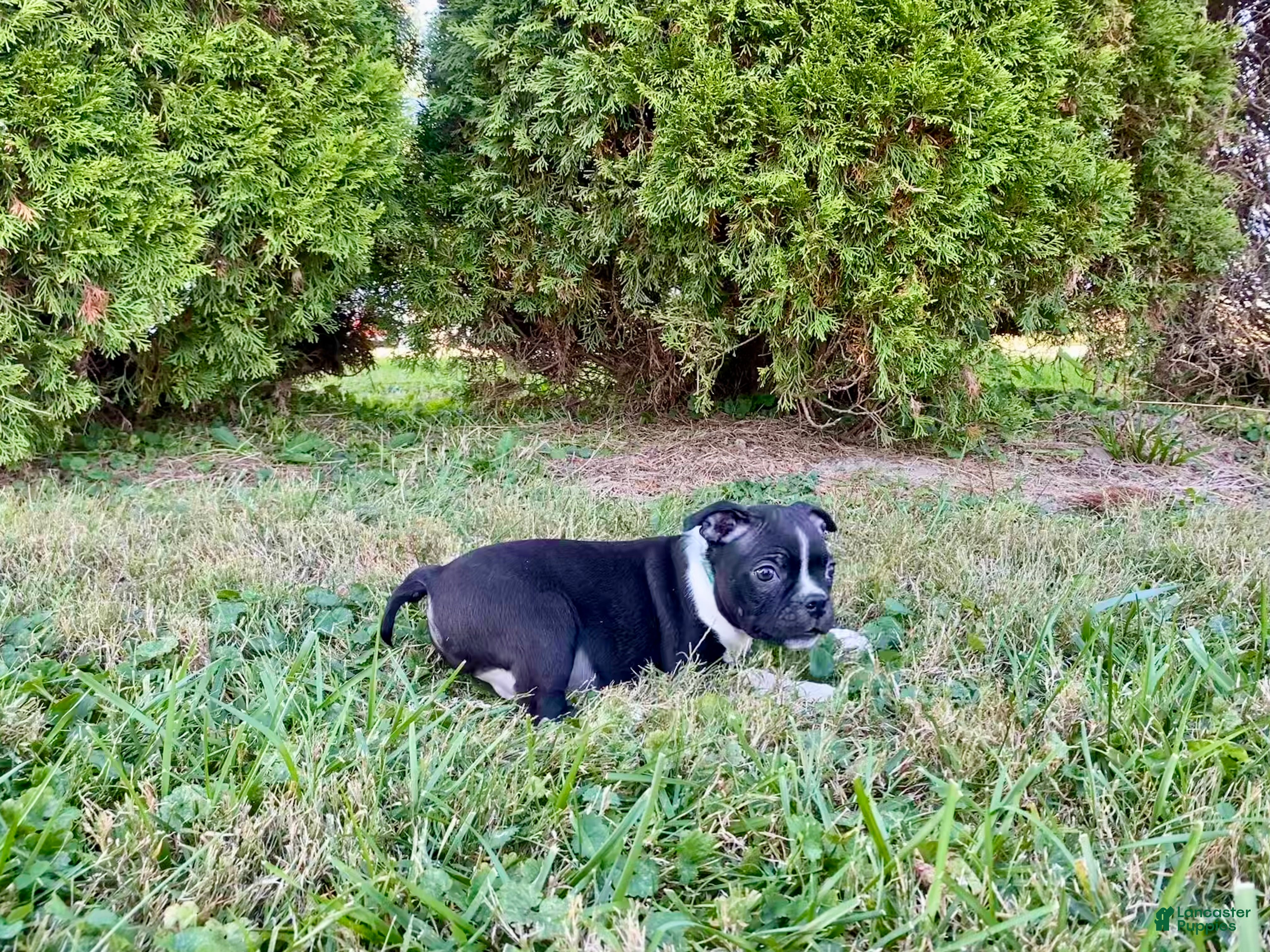 Boston Terrier dogs Leo - Ad 2