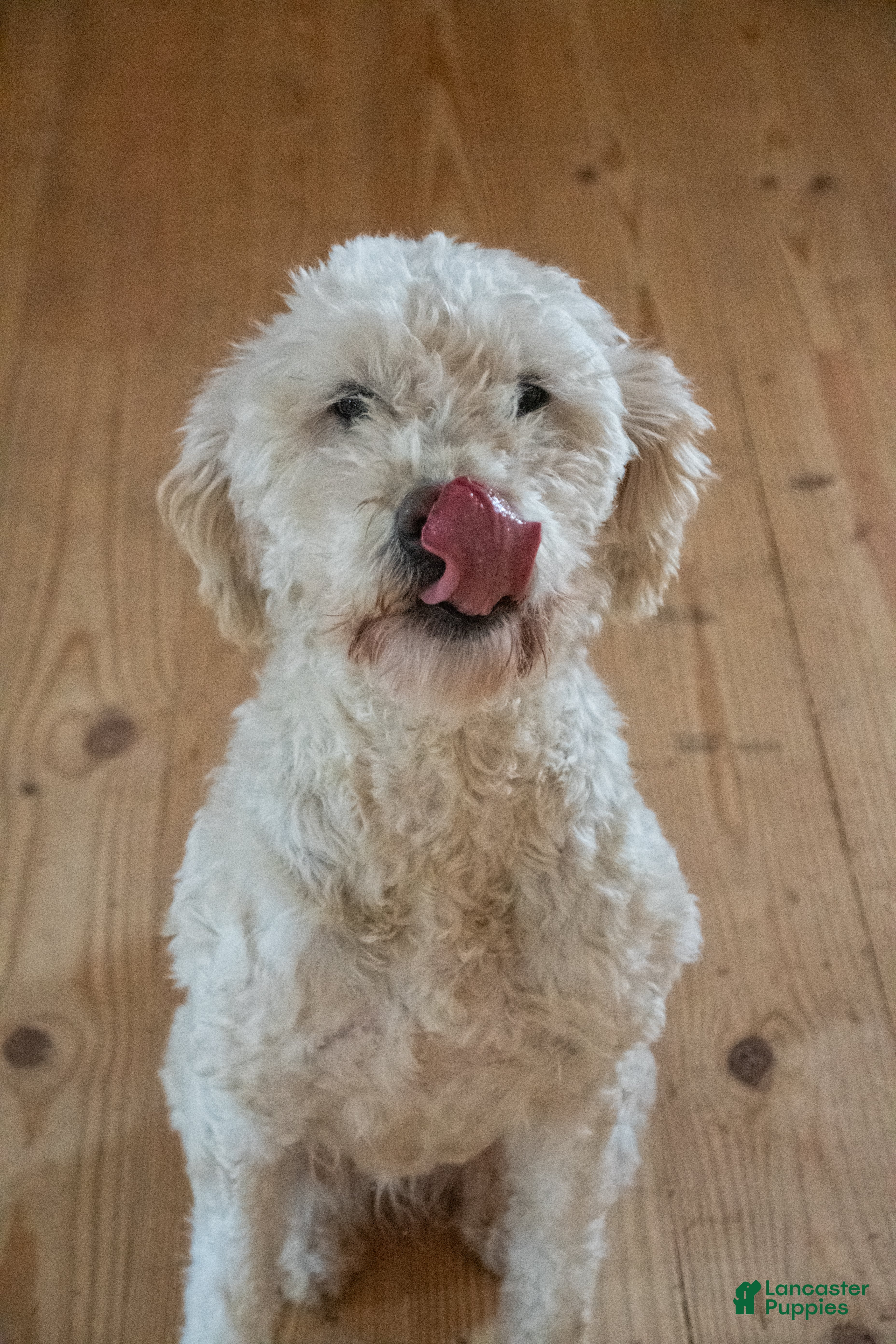 Goldendoodle dogs Willa - Ad 41