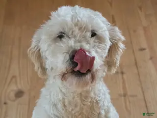 Goldendoodle dogs Willa - Ad 41