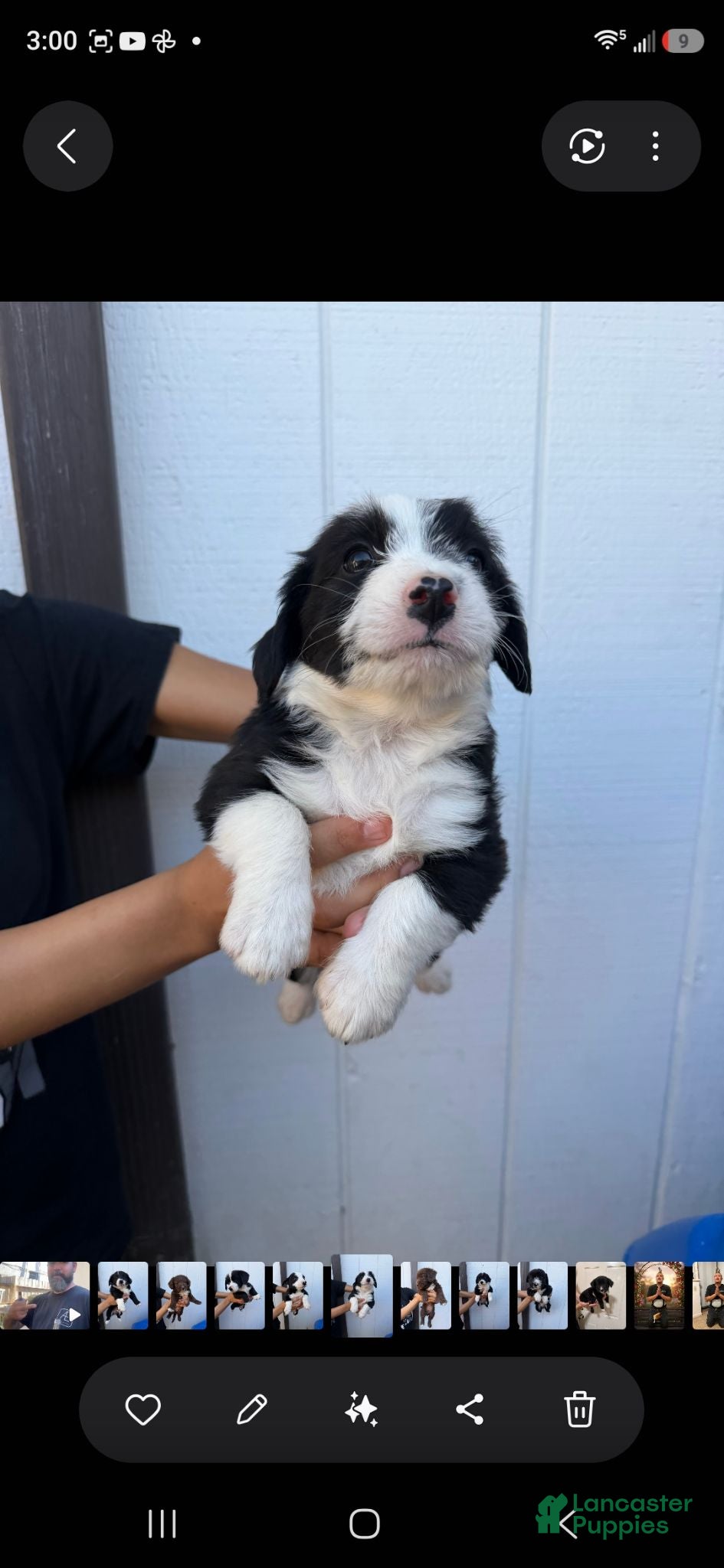 Mixed Breed dogs Mixed Breed 6 - Ad 20