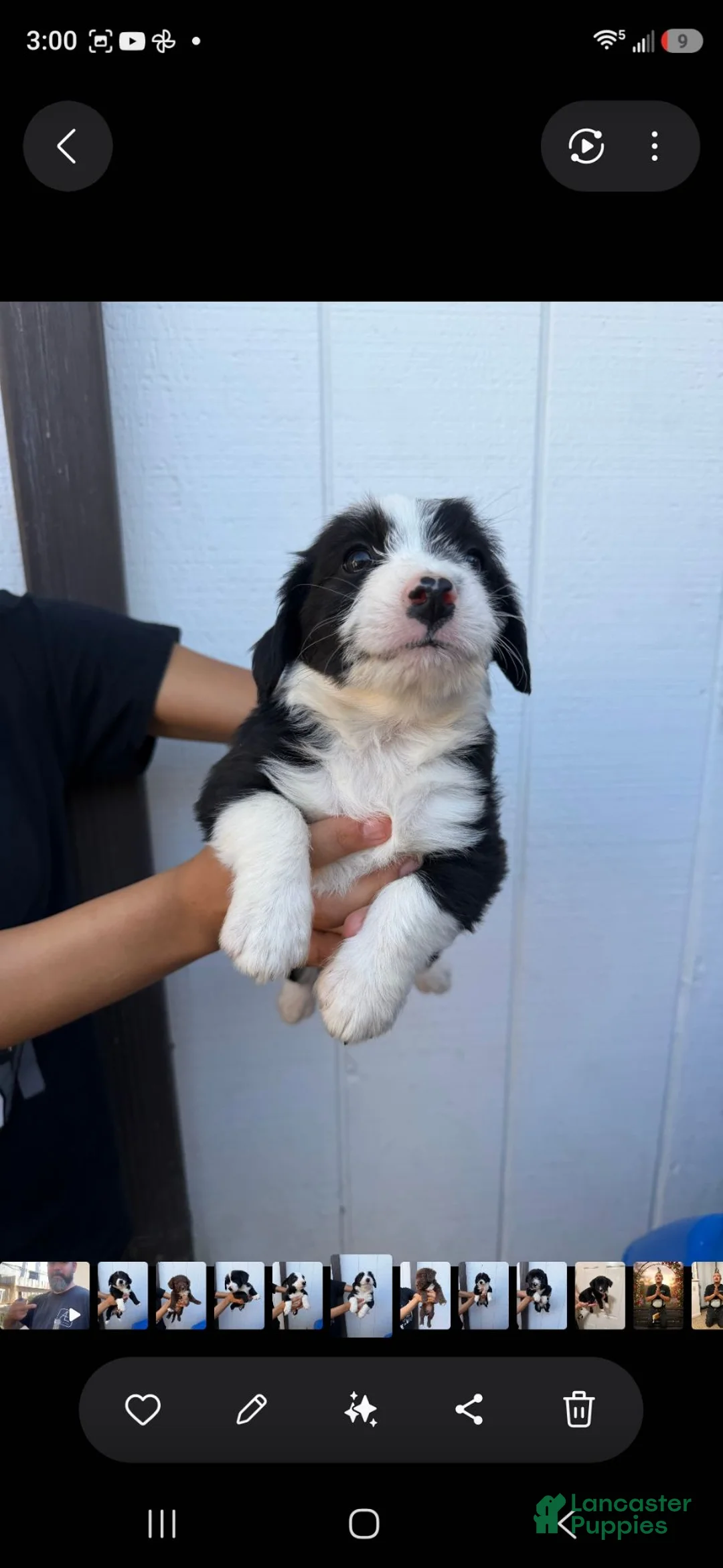 Mixed Breed dogs for sale: Mixed Breed 6 - Ad 1