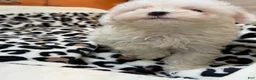 Maltipoo dogs for sale: Twilight  - Ad 6
