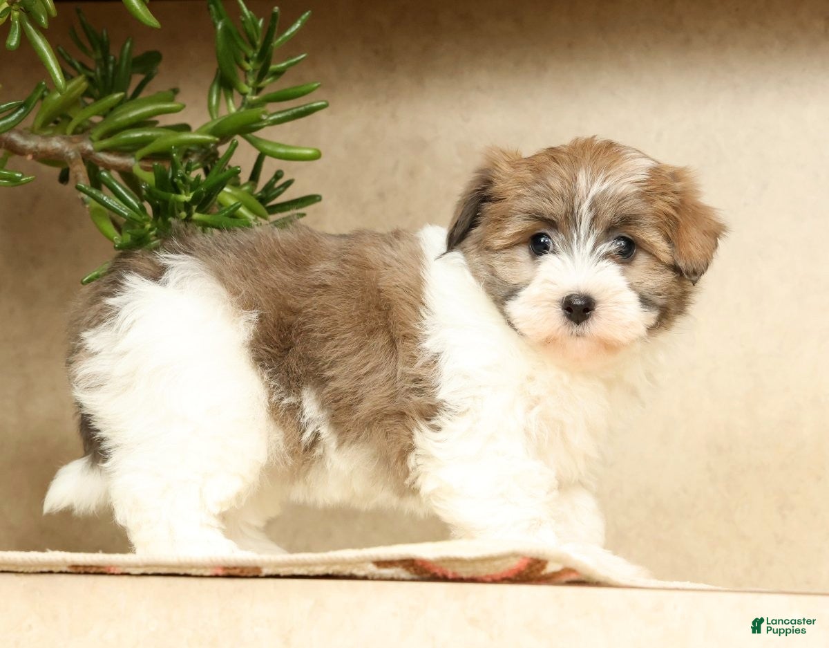 Havanese dogs Abby - Ad 1