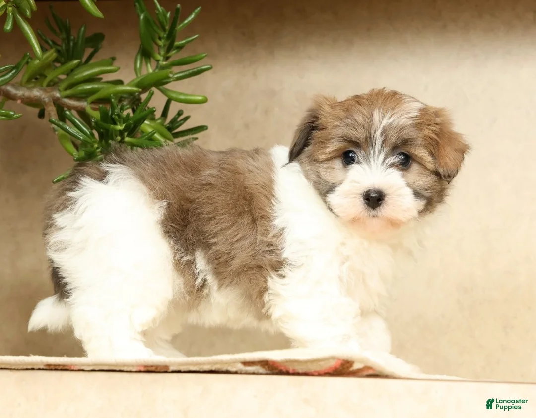 Havanese dogs for sale: Abby - Ad 1