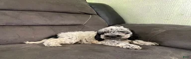 Cockapoo 3