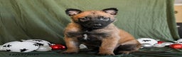 Belgian Malinois dogs for sale: Oreo - Ad 4