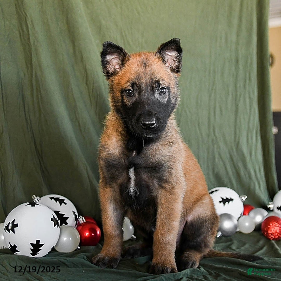 Belgian Malinois dogs for sale: Oreo - Ad 4