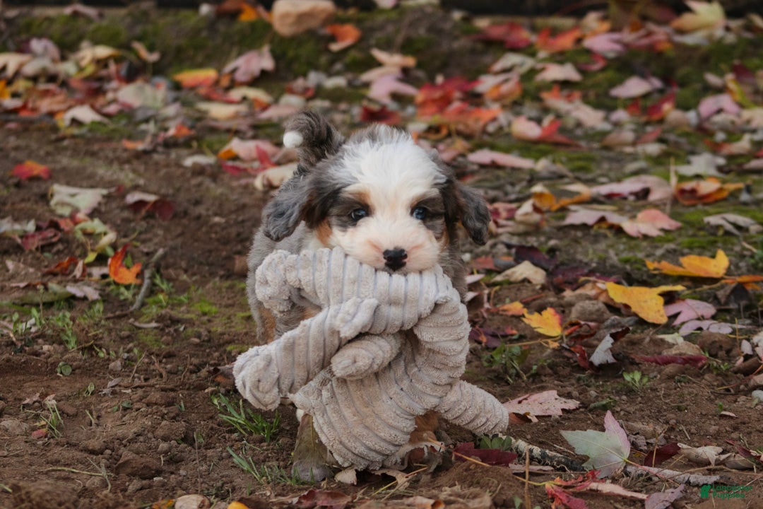 Mini Bernedoodle dogs Harvest F1 Mini Bernedoodle  - Ad 2