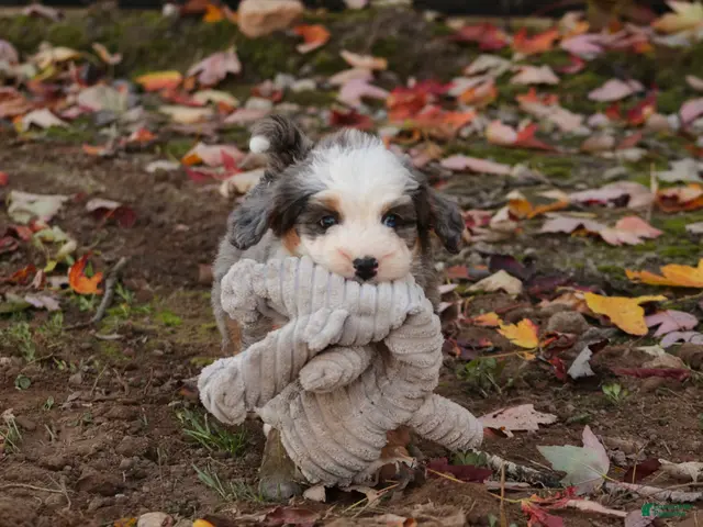 Mini Bernedoodle dogs for sale: Harvest F1 Mini Bernedoodle - Ad 2