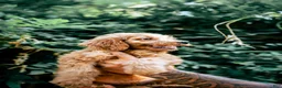 Goldendoodle dogs for sale: Teddy - Ad 2