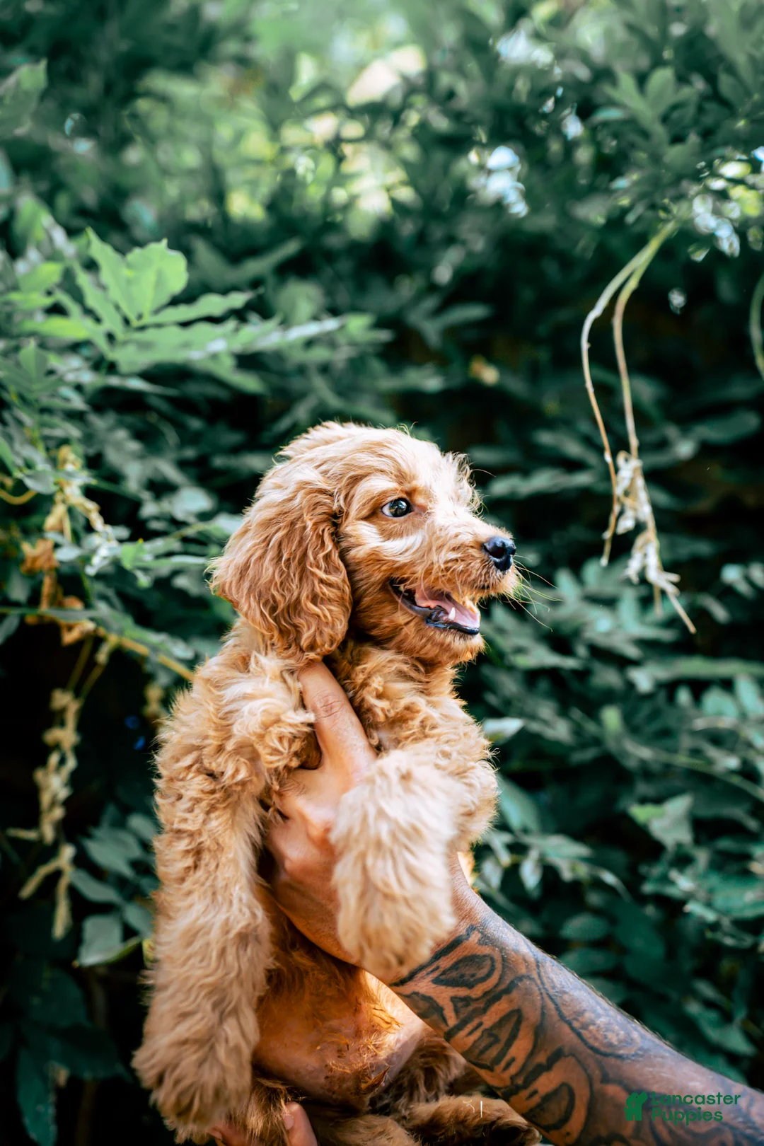 Goldendoodle dogs for sale: Teddy - Ad 2