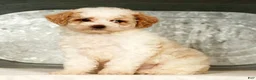 Miniature Poodle dogs for sale: Petunia - Ad 4