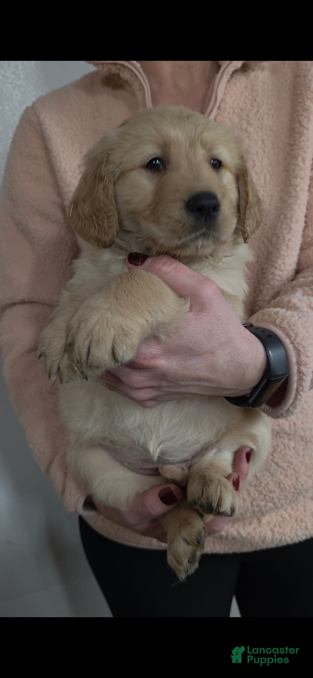 Golden Retriever dogs Candy - Ad 11