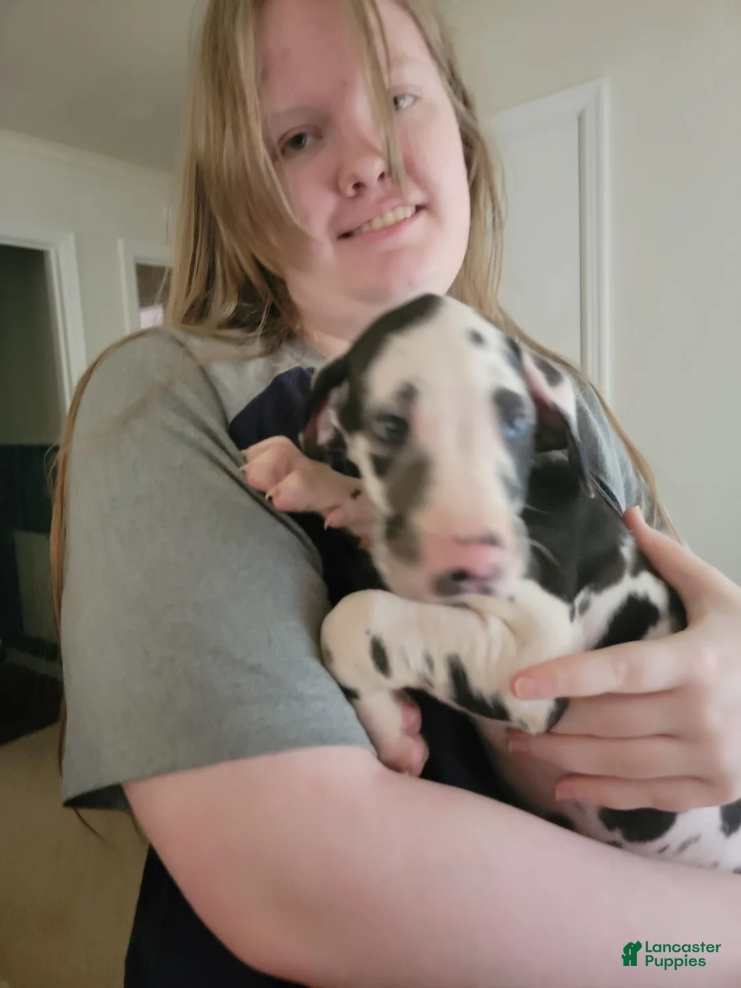 Great Dane dogs for sale: Great Dane 1 - Ad 2
