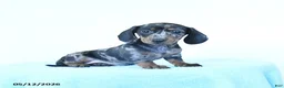Miniature Dachshund dogs for sale: Paisley - Ad 4