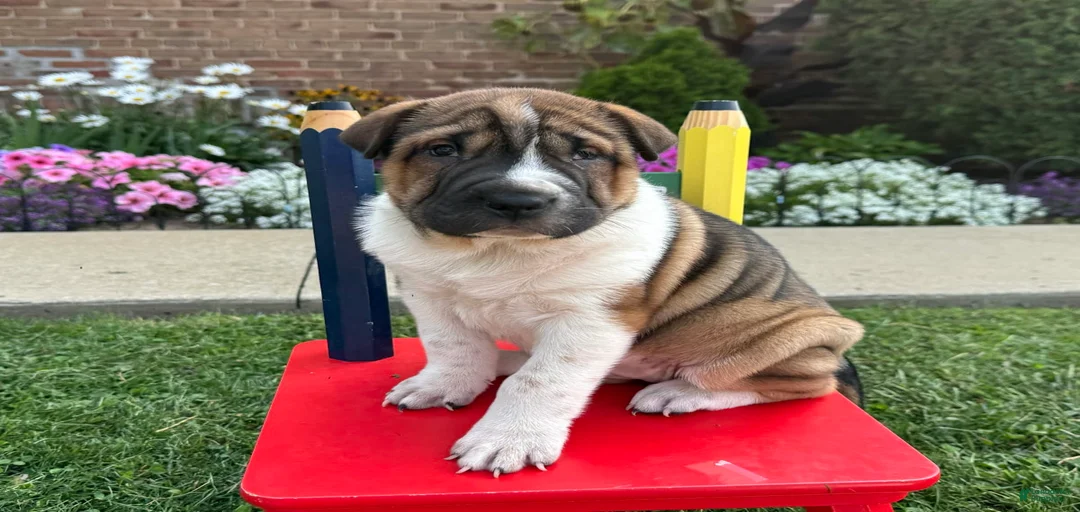 Gallery Image {{count}}