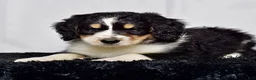 Bernedoodle dogs for sale: Mr. Hudson - Ad 3
