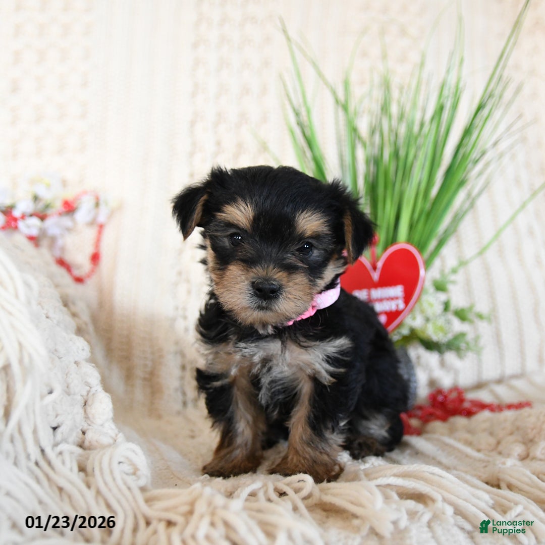 Yorkshire Terrier dogs for sale: Lilly - Ad 3