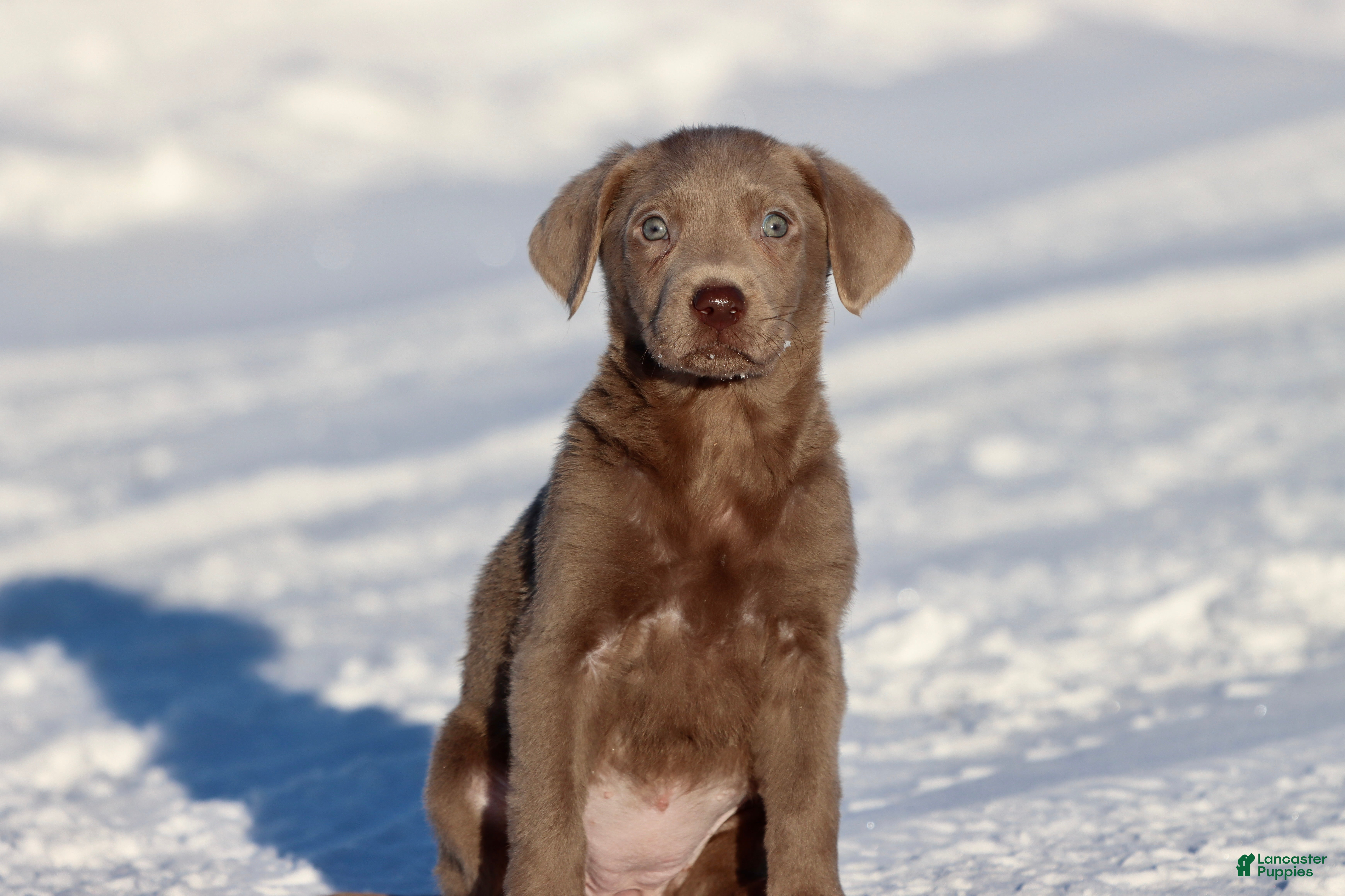 Labrador Retriever dogs Susie Q - Ad 10