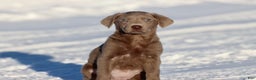 Labrador Retriever dogs for sale: Susie Q - Ad 1