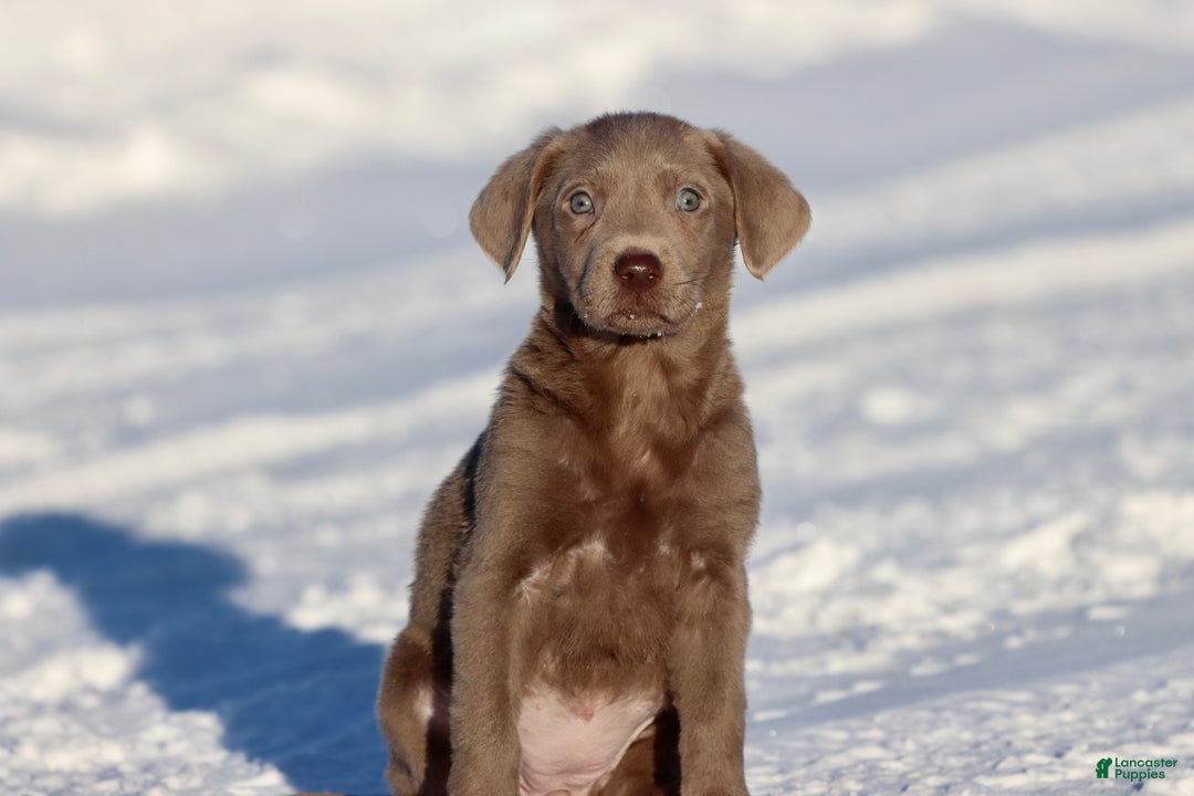 Labrador Retriever dogs for sale: Susie Q - Ad 1