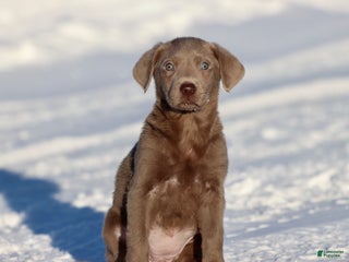 Labrador Retriever dogs Susie Q - Ad 23