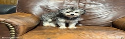 Toy Poodle dogs for sale: Bluey - Ad 3