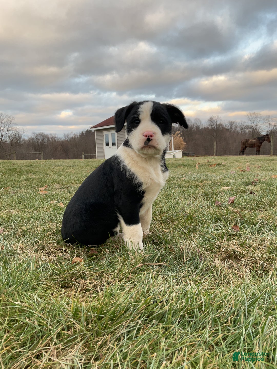 Mixed Breed dogs for sale: Eleanor  - Ad 2