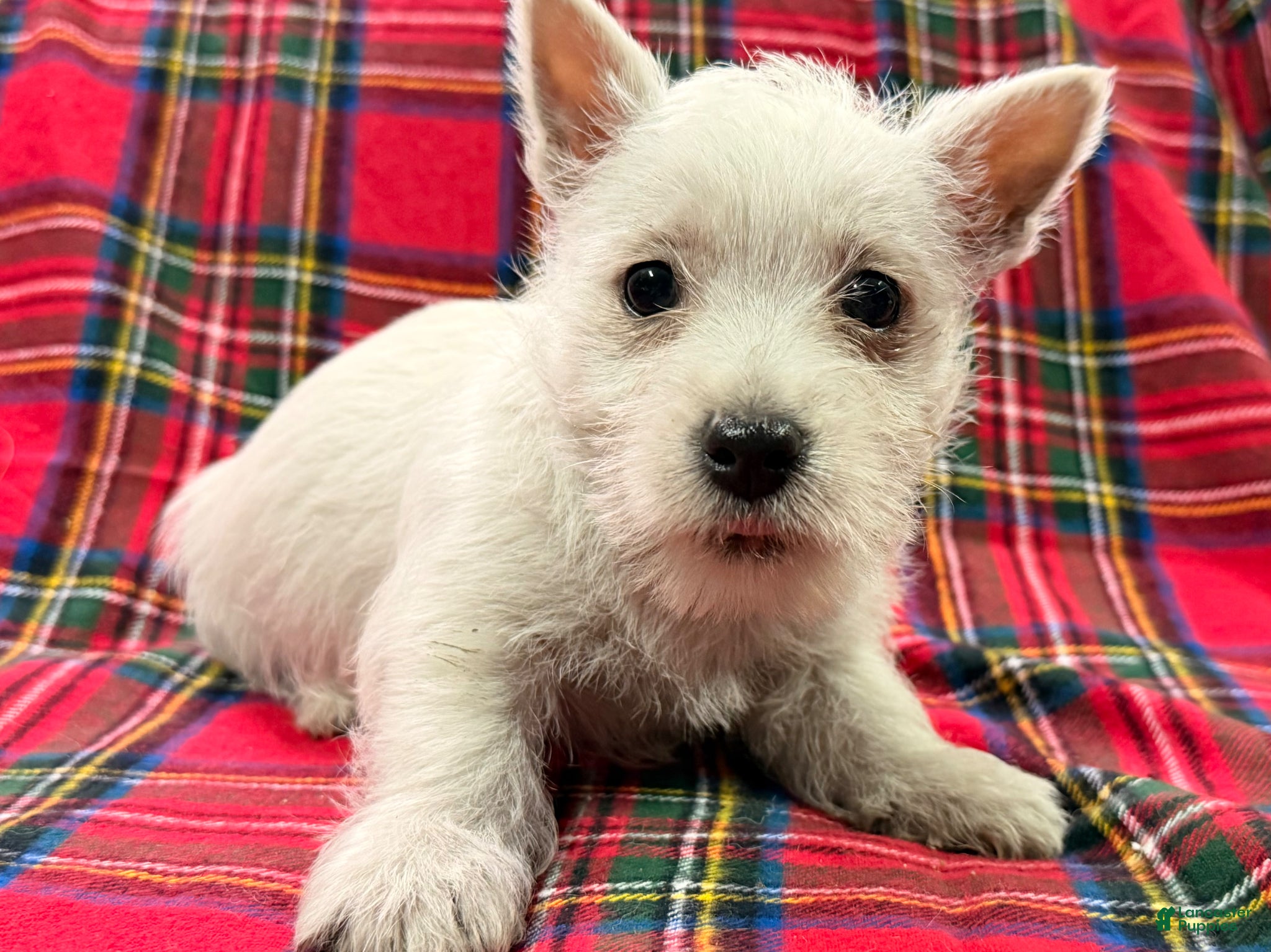 West Highland Terrier dogs for sale: Adysson - Ad 4
