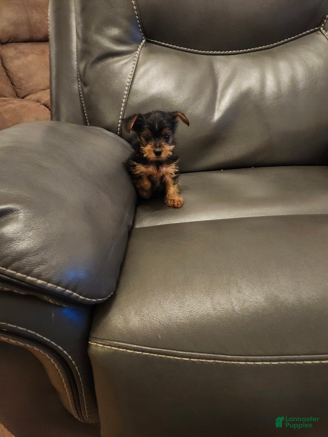 Yorkshire Terrier dogs for sale: Yorkshire Terrier Puppy 1 - Ad 3